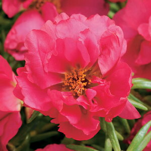   tO F1nbs[A[tNVA ^LCc v ƒ؉ cp Ԃ̂炵  Y t[