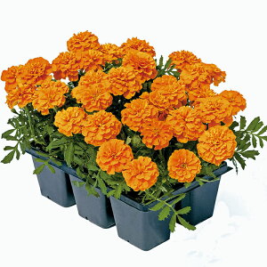   t`} X[p[q[[IW ^LCc v ƒ؉ cp Ԃ̂炵  Y t[