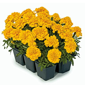   t`} X[p[q[[S[h ^LCc v ƒ؉ cp Ԃ̂炵  Y t[