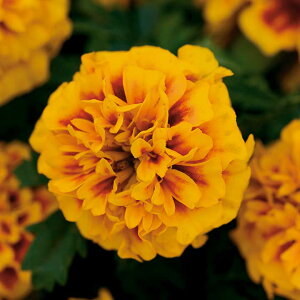 花 種 フレンチマリ ホットパックファイア タキイ種苗 プロ向け 家庭菜園 営利用 花のある暮らし 大量 生産 フラワー