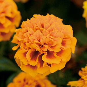   t`} zbgpbNt[ ^LCc v ƒ؉ cp Ԃ̂炵  Y t[