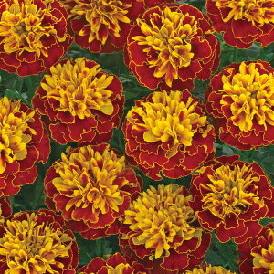 �� �� �t�����`�}�� �z�b�g�p�b�N�X�v���[ �^�L�C��c �v������ �ƒ�؉� �c���p �Ԃ̂����炵 ��� ���Y �t�����[