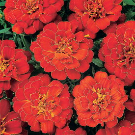 花 種 フレンチマリ デュランゴレッド タキイ種苗 プロ向け 家庭菜園 営利用 花のある暮らし 大量 生産 フラワー