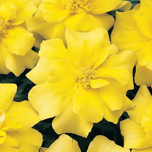   t`} fSCG[ ^LCc v ƒ؉ cp Ԃ̂炵  Y t[