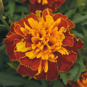   t`} {iUn[j[ ^LCc v ƒ؉ cp Ԃ̂炵  Y t[