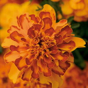   t`} {iU{ ^LCc v ƒ؉ cp Ԃ̂炵  Y t[