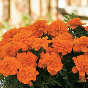 花 種 フレンチマリ ボナンザディープオレンジ タキイ種苗 プロ向け 家庭菜園 営利用 花のある暮らし 大量 生産 フラワー