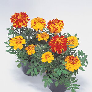   t`} Tt@{ ^LCc v ƒ؉ cp Ԃ̂炵  Y t[