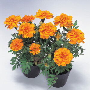   t`} Tt@IW ^LCc v ƒ؉ cp Ԃ̂炵  Y t[