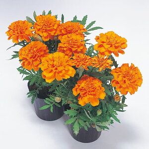   t`} Tt@^WF ^LCc v ƒ؉ cp Ԃ̂炵  Y t[