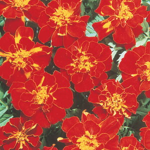 花 種 フレンチマリ サファリレッド タキイ種苗 プロ向け 家庭菜園 営利用 花のある暮らし 大量 生産 フラワー