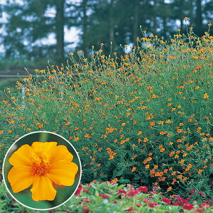   t`} OhRg[ ^LCc v ƒ؉ cp Ԃ̂炵  Y t[