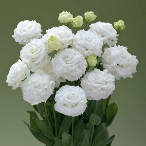   [Xg} F1v}2^zCg ^LCc v ƒ؉ cp Ԃ̂炵  Y t[
