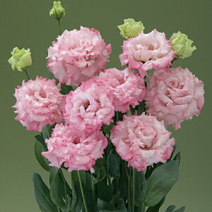   [Xg} F1v}3^sN ^LCc v ƒ؉ cp Ԃ̂炵  Y t[