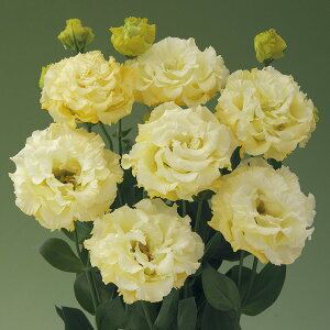   [Xg} F1x[1^CG[iTU1049j ^LCc v ƒ؉ cp Ԃ̂炵  Y t[