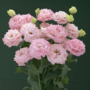   [Xg} F1x[1^}X ^LCc v ƒ؉ cp Ԃ̂炵  Y t[