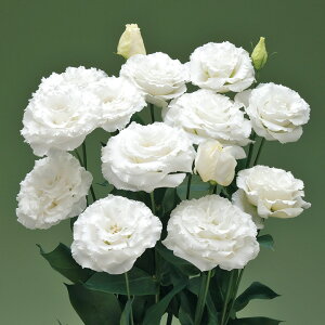 �� �� ���[�X�g�} F1�x�[��1�^�z���C�g �^�L�C��c �v������ �ƒ�؉� �c���p �Ԃ̂����炵 ��� ���Y �t�����[