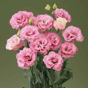   [Xg} F1x[1^[Y ^LCc v ƒ؉ cp Ԃ̂炵  Y t[