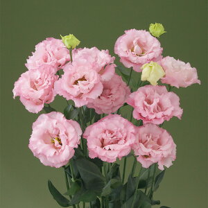   [Xg} F1x[1^sN ^LCc v ƒ؉ cp Ԃ̂炵  Y t[