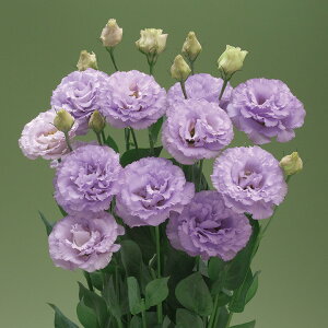 花 種 ユーストマ F1ベール3型ラベンダー タキイ種苗 プロ向け 家庭菜園 営利用 花のある暮らし 大量 生産 フラワー