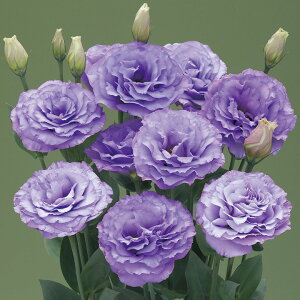 �� �� ���[�X�g�} F1�A���[�i3�^���x���_�[�iTU1058�j �^�L�C��c �v������ �ƒ�؉� �c���p �Ԃ̂����炵 ��� ���Y �t�����[