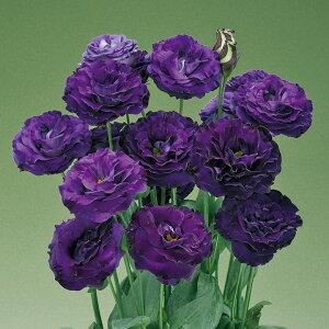   [Xg} F1ubNo[h ^LCc v ƒ؉ cp Ԃ̂炵  Y t[