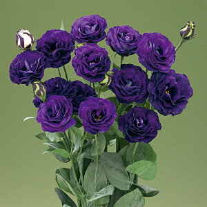   [Xg} F1}nb^ ^LCc v ƒ؉ cp Ԃ̂炵  Y t[