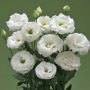   [Xg} F1XvOXm[ ^LCc v ƒ؉ cp Ԃ̂炵  Y t[