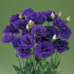 花 種 ユーストマ F1スプリングブルー タキイ種苗 プロ向け 家庭菜園 営利用 花のある暮らし 大量 生産 フラワー