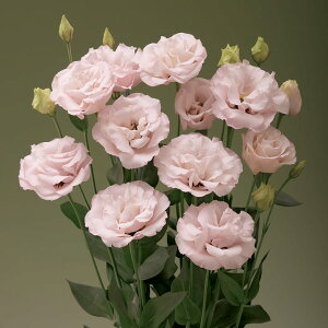   [Xg} F1[ ^LCc v ƒ؉ cp Ԃ̂炵  Y t[