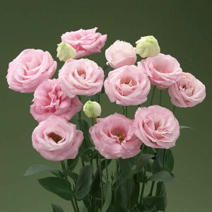   [Xg} F1pINAsN ^LCc v ƒ؉ cp Ԃ̂炵  Y t[