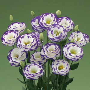 花 種 ユーストマ F1ミンクマリン タキイ種苗 プロ向け 家庭菜園 営利用 花のある暮らし 大量 生産 フラワー