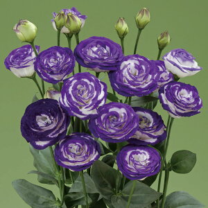   [Xg} F1~NI[V ^LCc v ƒ؉ cp Ԃ̂炵  Y t[