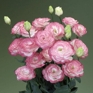 花 種 ユーストマ F1ミンクリップス タキイ種苗 プロ向け 家庭菜園 営利用 花のある暮らし 大量 生産 フラワー