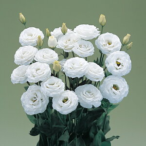   [Xg} F1~N ^LCc v ƒ؉ cp Ԃ̂炵  Y t[