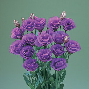   [Xg} F1Ȃ݂vX ^LCc v ƒ؉ cp Ԃ̂炵  Y t[