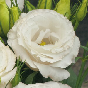   [Xg} F1IzCg ^LCc v ƒ؉ cp Ԃ̂炵  Y t[