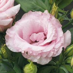   [Xg} F1IsN ^LCc v ƒ؉ cp Ԃ̂炵  Y t[