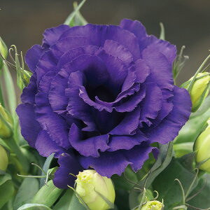   [Xg} F1Iu[ ^LCc v ƒ؉ cp Ԃ̂炵  Y t[