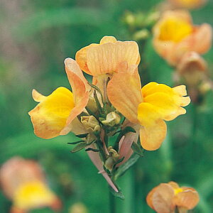   iA AvRbgEBYCG[ACObs[ ^LCc v ƒ؉ cp Ԃ̂炵  Y t[