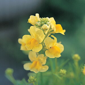   iA CG[Obs[ ^LCc v ƒ؉ cp Ԃ̂炵  Y t[