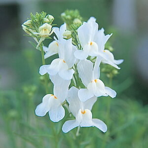   iA zCgObs[ ^LCc v ƒ؉ cp Ԃ̂炵  Y t[