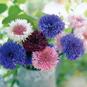   ԑ d獬 ^LCc v ƒ؉ cp Ԃ̂炵  Y t[