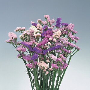   j[iX^[`Xj \sA ^LCc v ƒ؉ cp Ԃ̂炵  Y t[