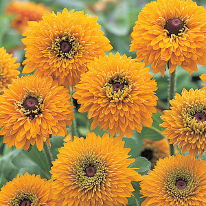   hxLA } ^LCc v ƒ؉ cp Ԃ̂炵  Y t[