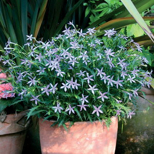   [eBA F1AoMhu[ ^LCc v ƒ؉ cp Ԃ̂炵  Y t[