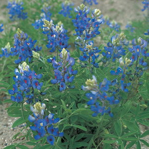   siX P烋siX ^LCc v ƒ؉ cp Ԃ̂炵  Y t[