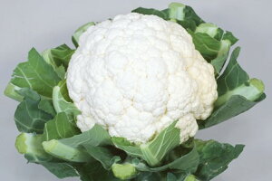 Jt[  Ⴞ JlR  c   ƒ؉ v   _ ZNg