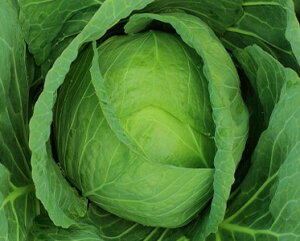 Lxc   JlR  c   ƒ؉ v   _ ZNg