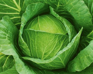 Lxc  KE-739 JlR  c   ƒ؉ v   _ ZNg